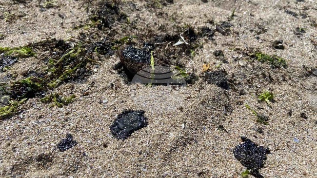 Black Sea Beaches Hit by Old Oil Waste, Not Fresh Contamination, Officials Confirm