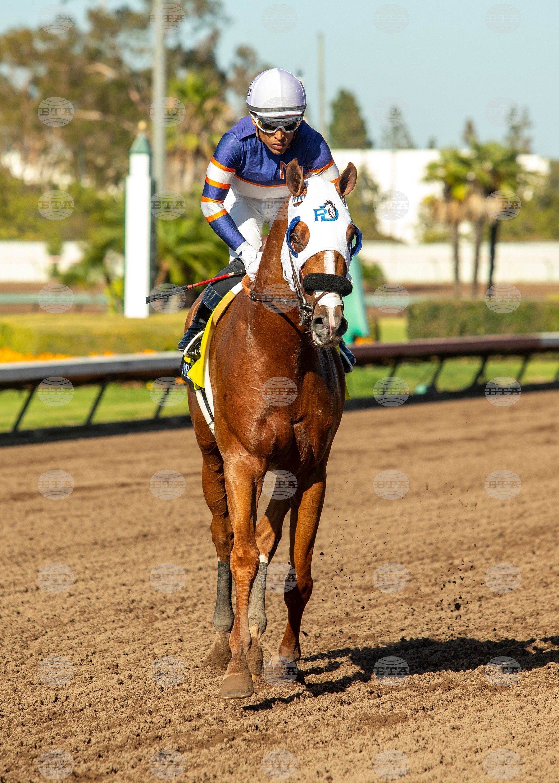 Los Alamitos Horse Racing