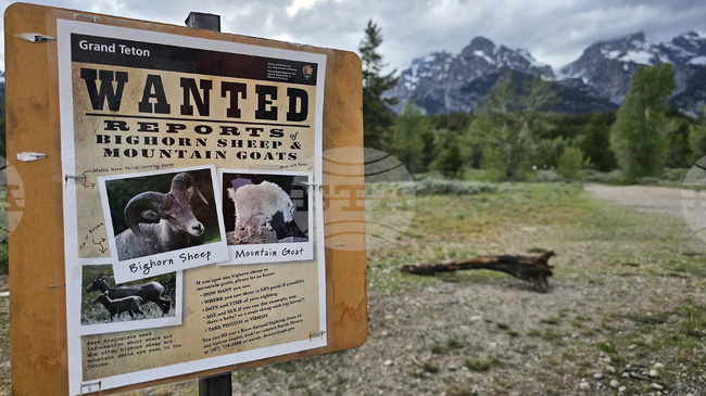 Grand Tetons Mountain Goats