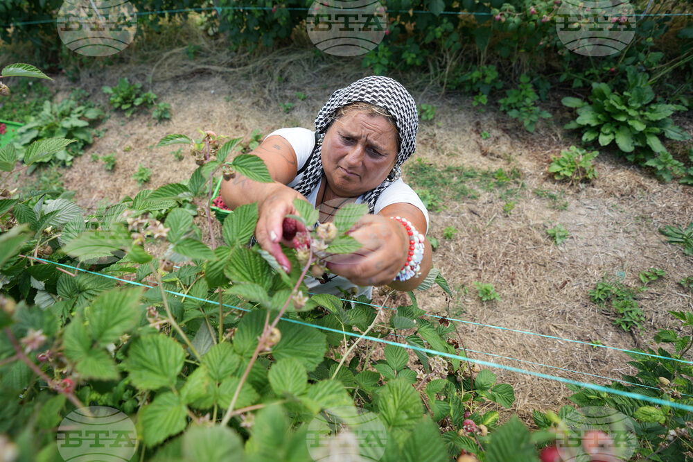 Serbia Raspberries