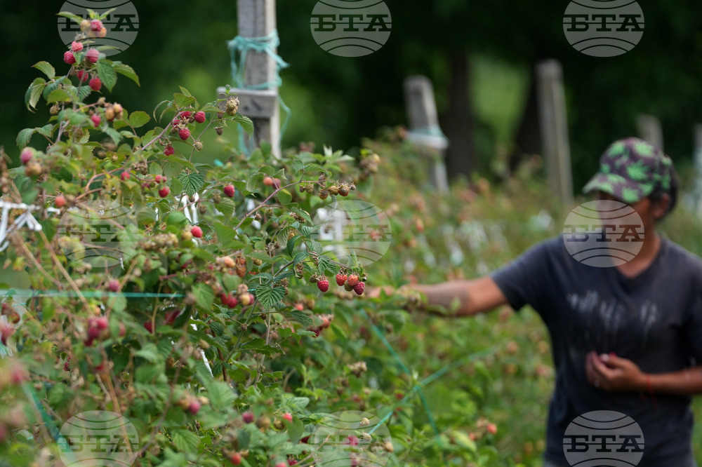Serbia Raspberries