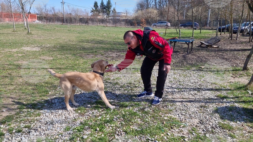 Romanian Service Dogs Club under Emergency Situations Department Trains Rescue Dogs