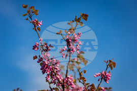 Бургас - Морска градина - див рожков - цъфтеж