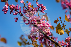 Бургас - Морска градина - див рожков - цъфтеж