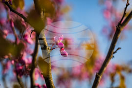 Бургас - Морска градина - див рожков - цъфтеж