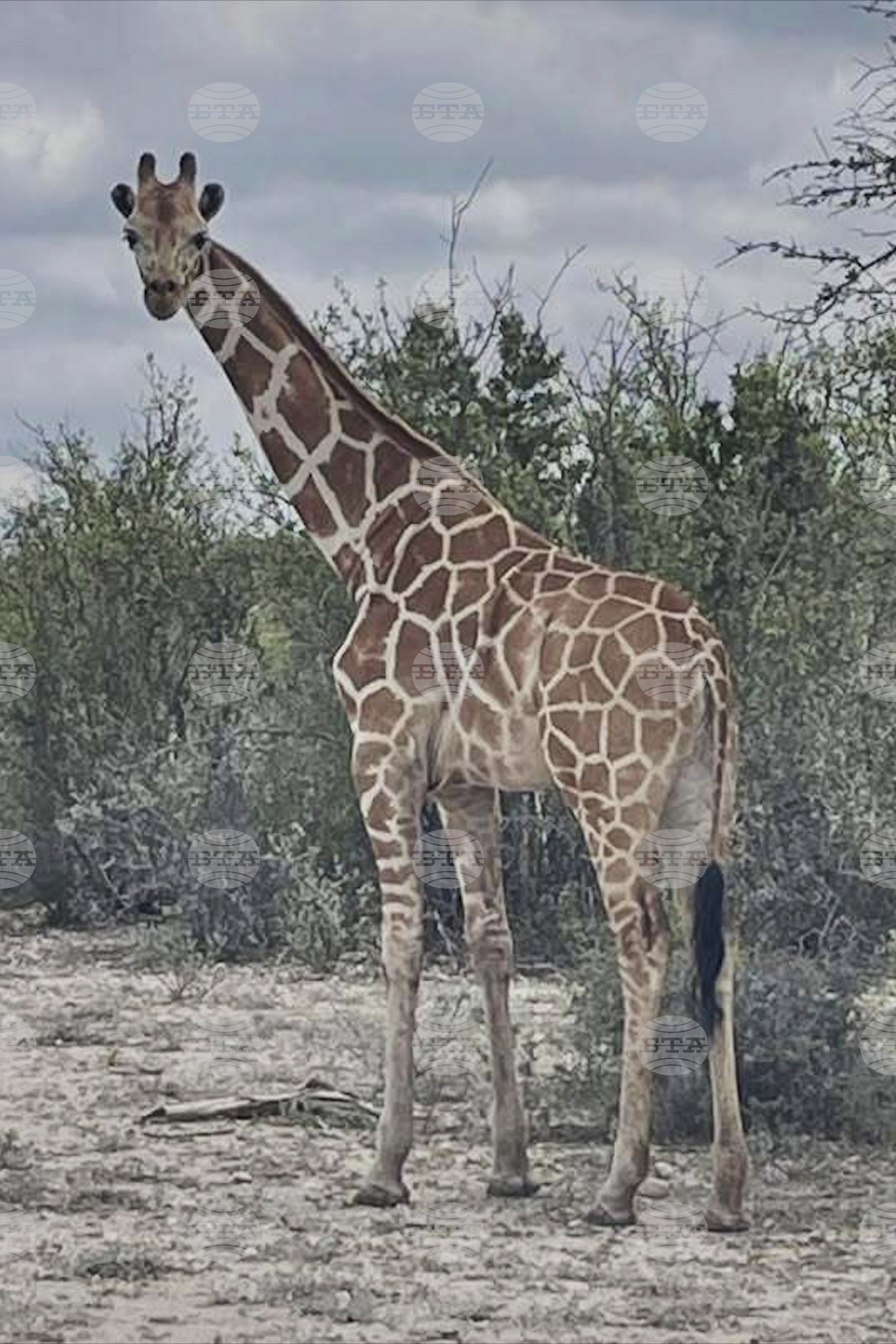 Escaped Giraffe