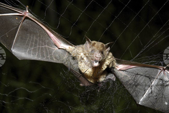 Прилепите използват компенсаторна стратегия, когато не могат да чуват