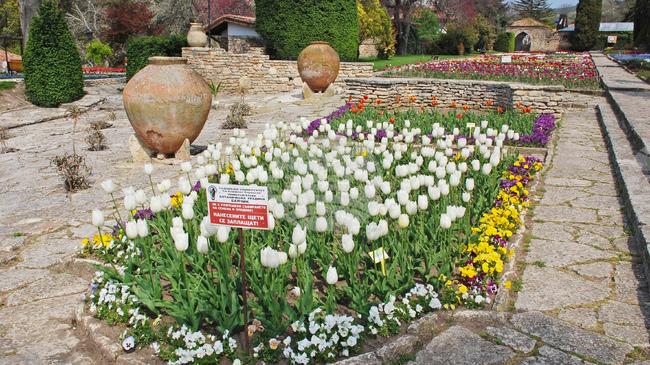 Tulip Parade, Common Daisy Festival Set for 2026 at Balchik Botanic Garden