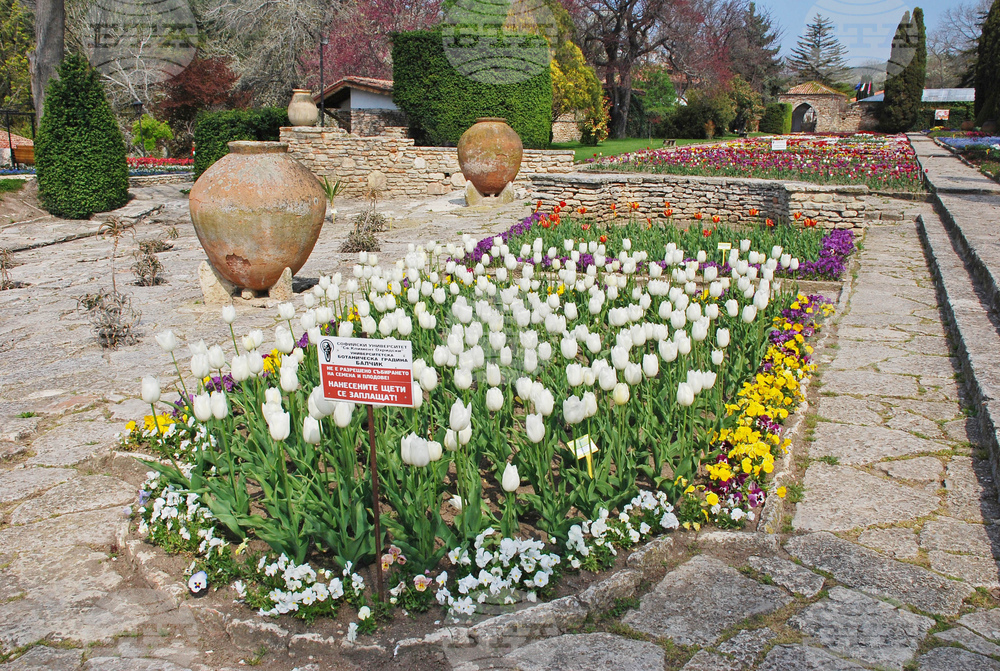 Tulip Parade, Common Daisy Festival Set for 2026 at Balchik Botanic Garden