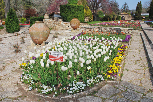 Tulip Parade, Common Daisy Festival Set for 2026 at Balchik Botanic Garden