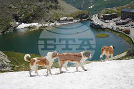 Switzerland Saint Bernard Dogs