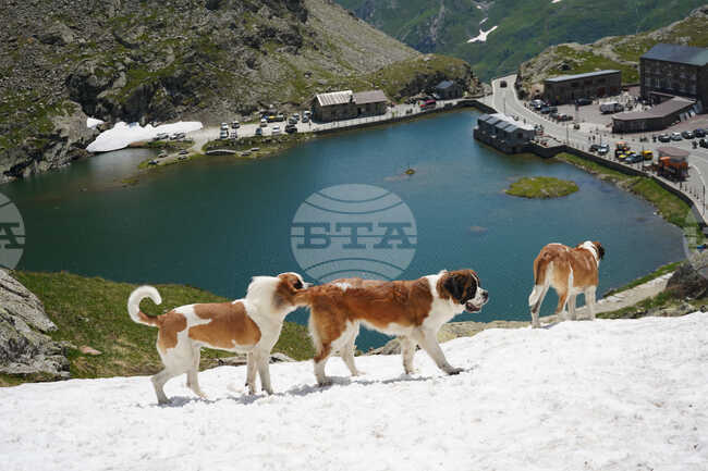 Switzerland Saint Bernard Dogs