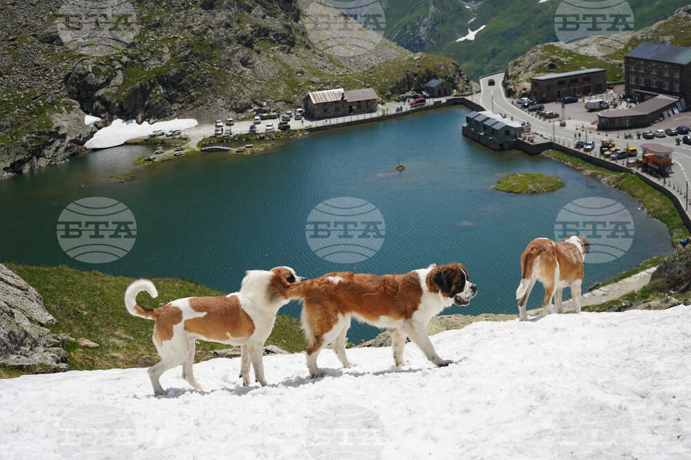 Switzerland Saint Bernard Dogs
