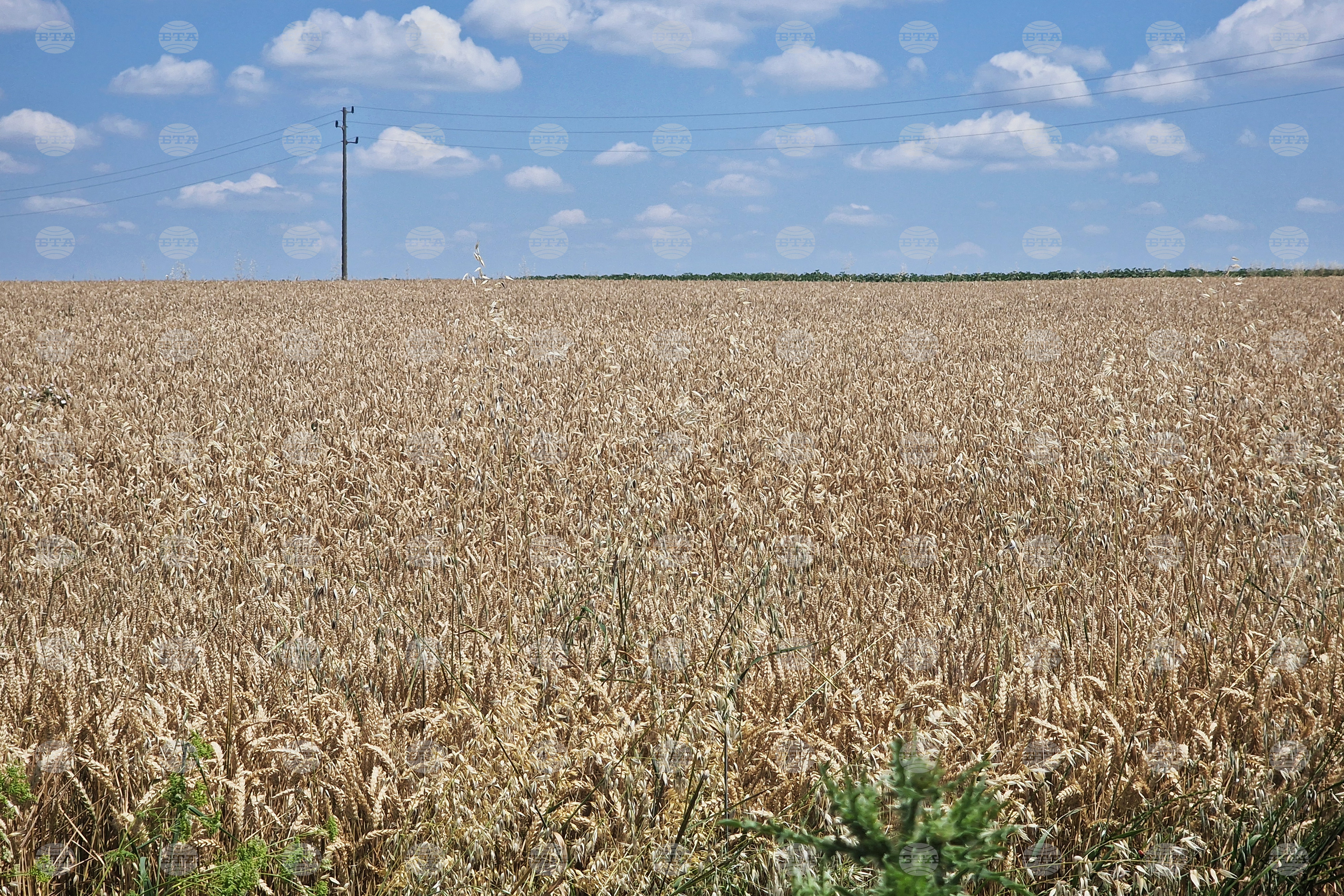 Global Wheat Market Remains Relatively Weak This Week, Sofia Commodity Exchange Says