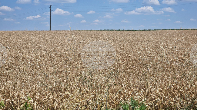 Global Wheat Market Remains Relatively Weak This Week, Sofia Commodity Exchange Says