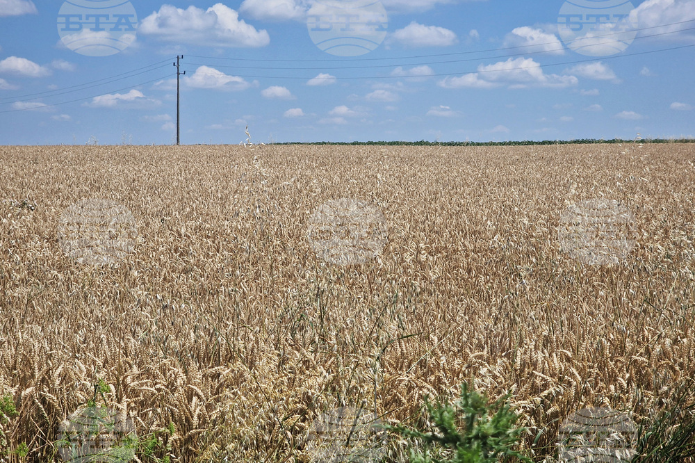 Global Wheat Market Remains Relatively Weak This Week, Sofia Commodity Exchange Says