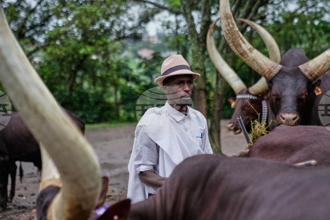 Rwanda Royal Cows