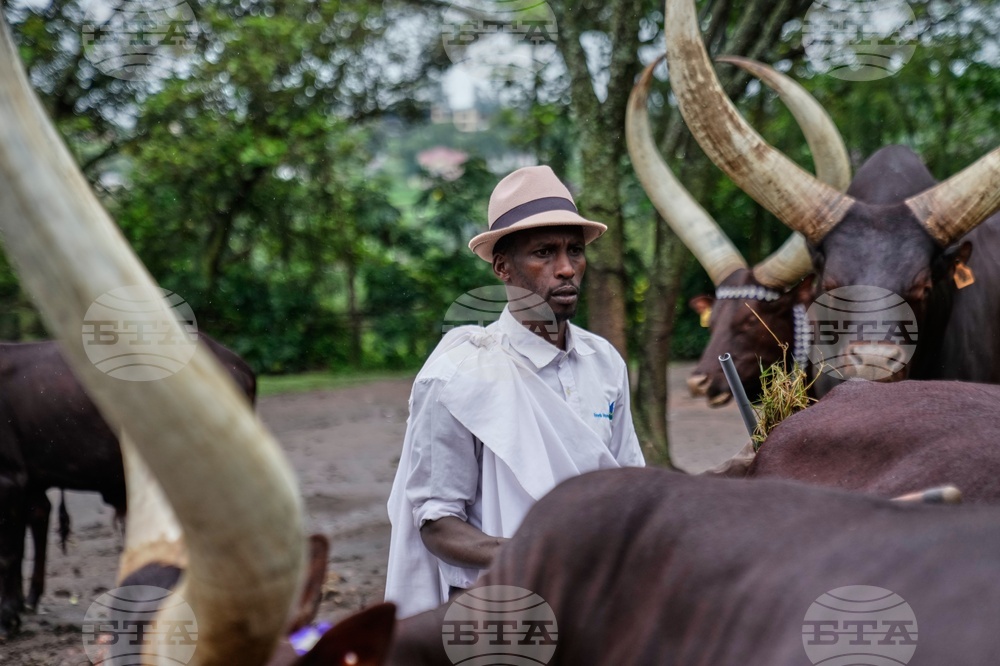 Rwanda Royal Cows