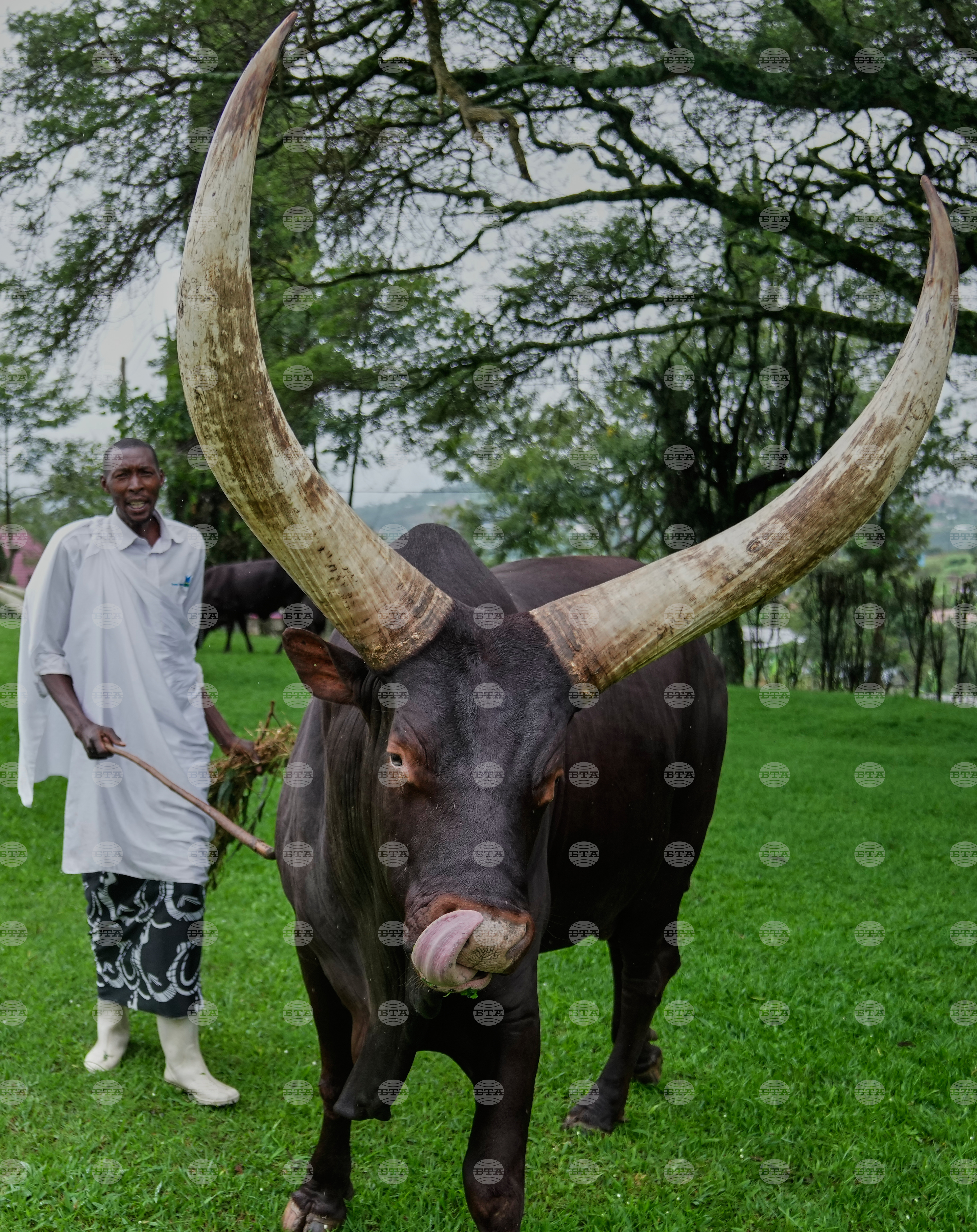 Rwanda Royal Cows