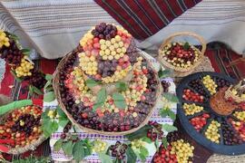Кюстендил - Празник на черешата