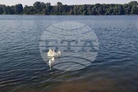 Белене - фестивал на река Дунав - инициатива