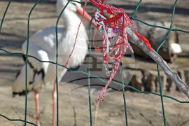 Варна - мартеници - зоопарк