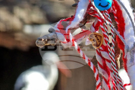 Варна - мартеници - зоопарк