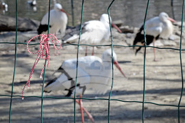 Варна - мартеници - зоопарк