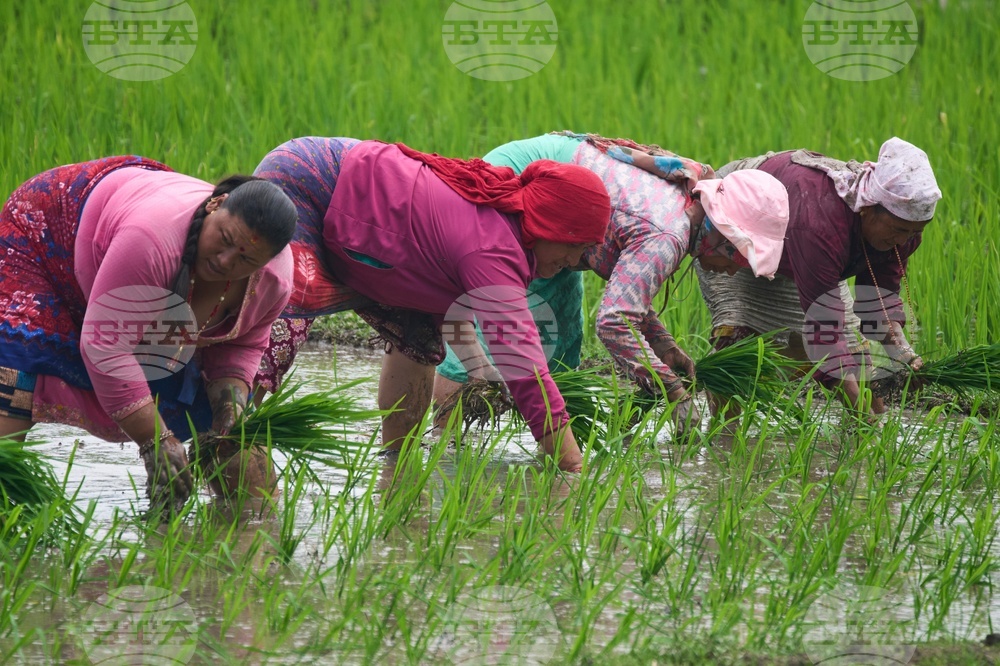 Nepal Paddy Day
