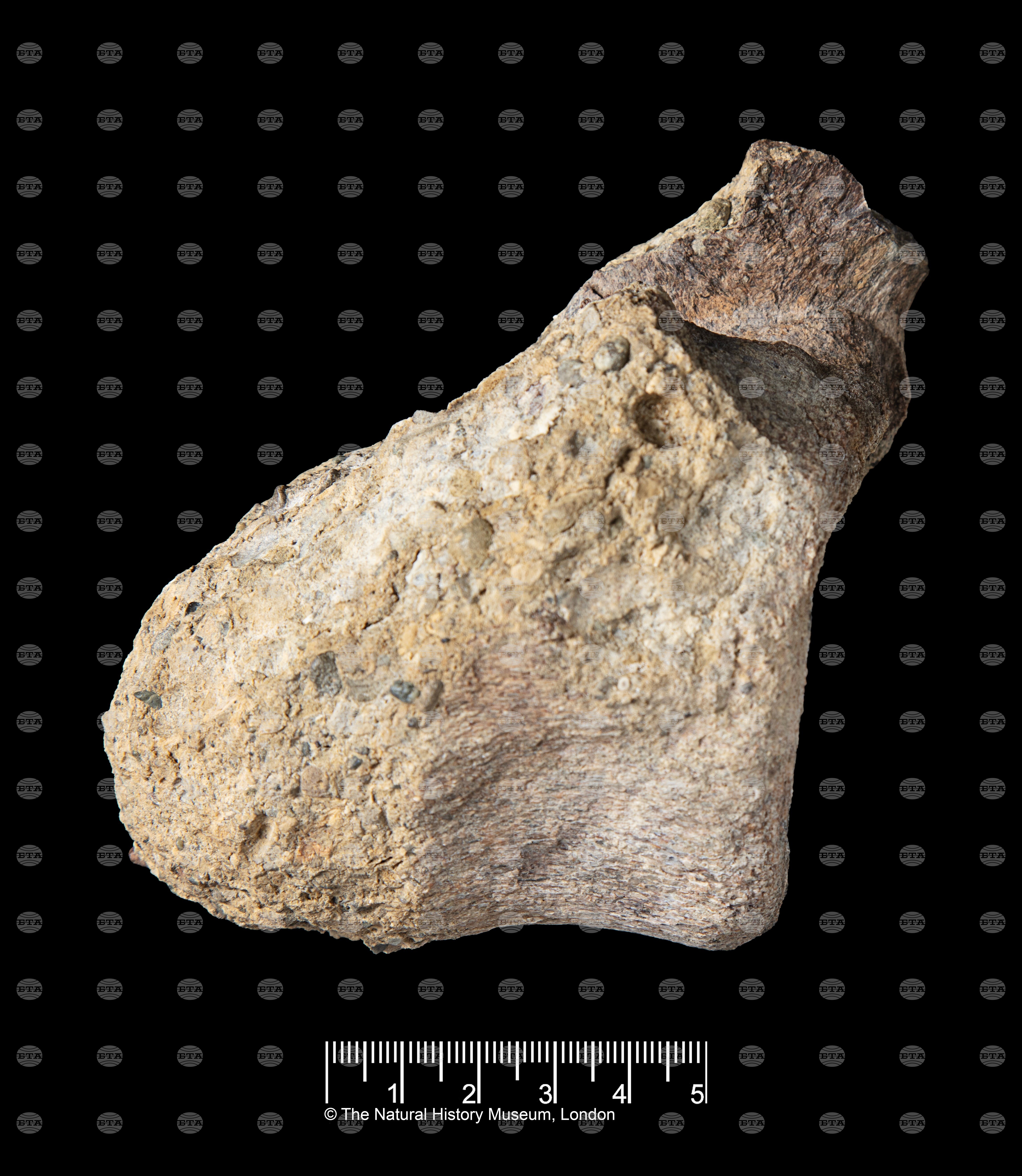 Antarctica Dinosaur