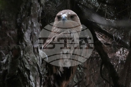 Serbia Eagle's Journey