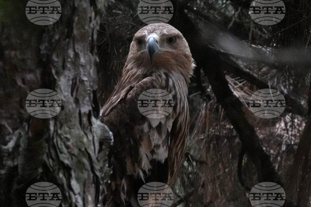 Serbia Eagle's Journey