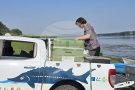 Село Гомотарци - река Дунав - руска есетра - зарибяване - проект