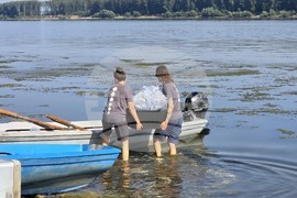 Село Гомотарци - река Дунав - руска есетра - зарибяване - проект
