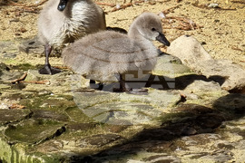 Варна - Зоопарк - първи за годината бебета