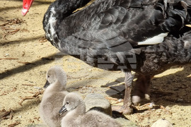 Варна - Зоопарк - първи за годината бебета