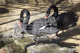 Варна - Зоопарк - първи за годината бебета