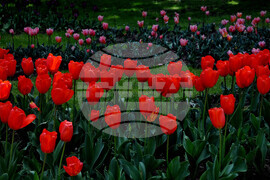 Бургас - изложение "Флора"