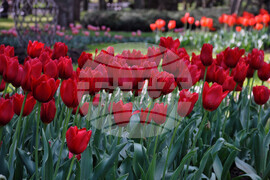 Бургас - изложение "Флора"