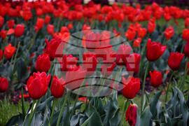 Бургас - изложение "Флора"