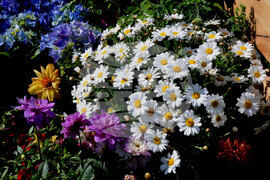 Бургас - изложение "Флора"