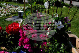 Бургас - изложение "Флора"