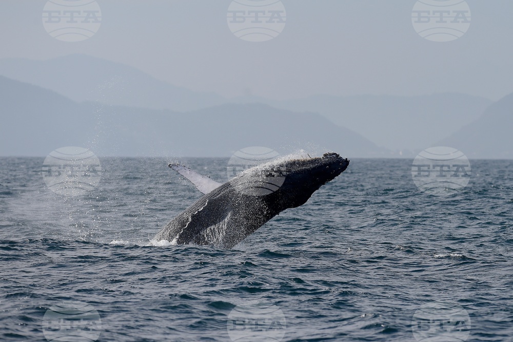 Brazil Humpback Whales