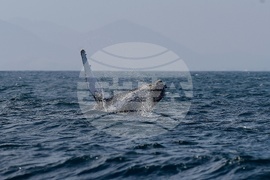 Brazil Humpback Whales