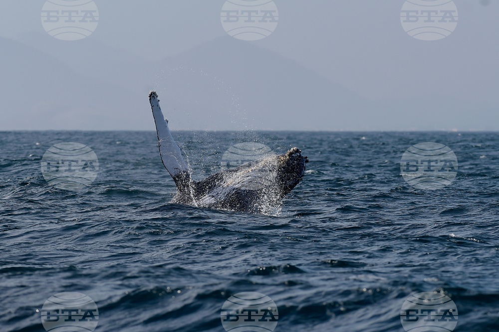 Brazil Humpback Whales