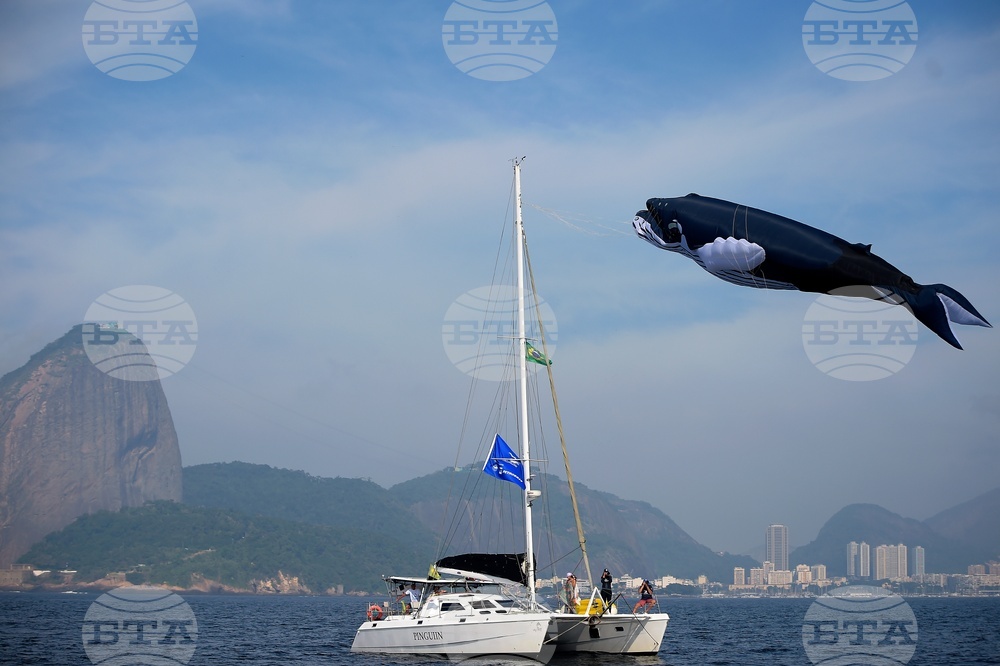 Brazil Humpback Whales