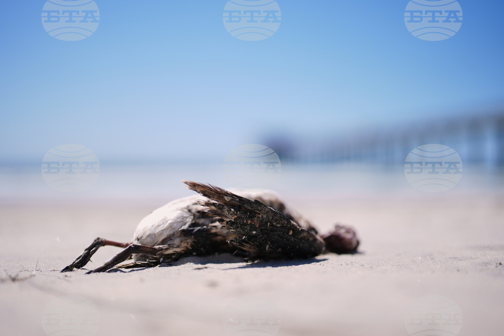 Climate Marine Heat Wave Dead Seabirds