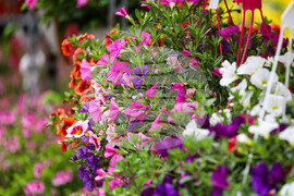 Бургас - Национална изложба на цветя „Флора Бургас 2023" - откриване