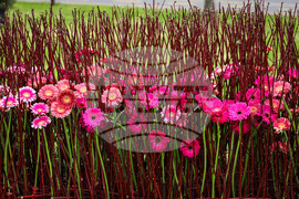 Бургас - Национална изложба на цветя „Флора Бургас 2023" - откриване