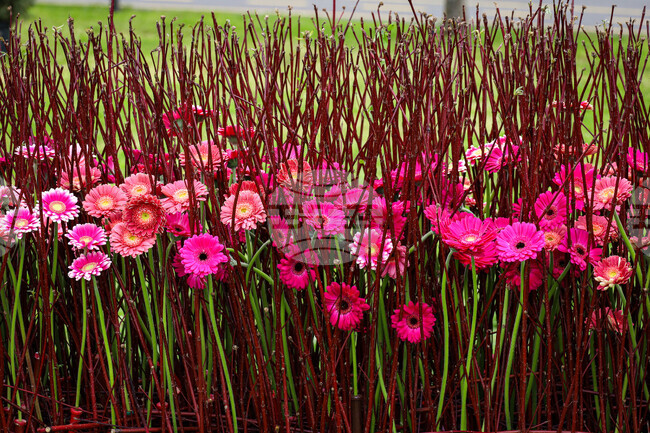 Бургас - Национална изложба на цветя „Флора Бургас 2023" - откриване